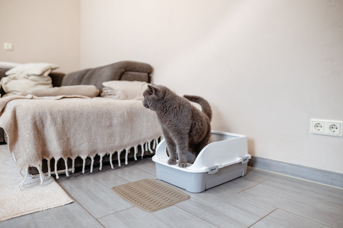 Warum wälzt sich meine Katze im Katzenklo?