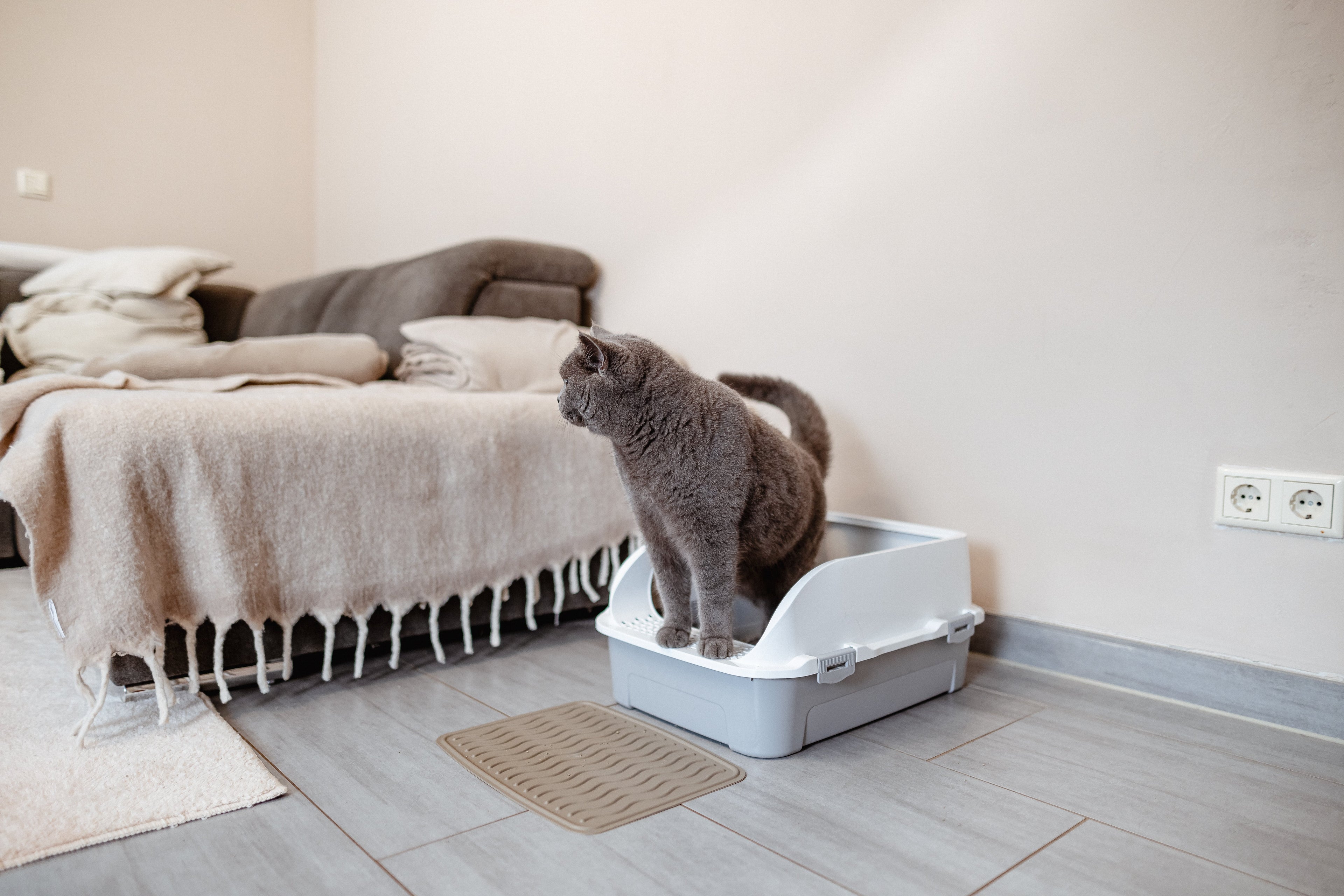 Warum wälzt sich meine Katze im Katzenklo?