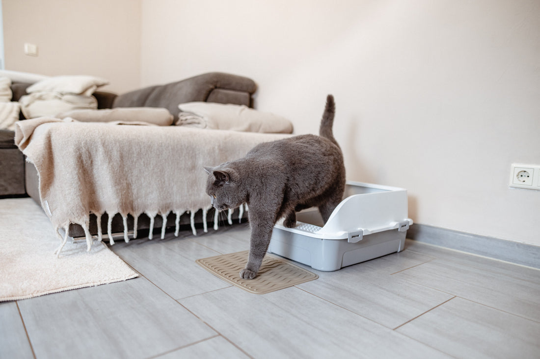 Katze wälzt sich im Katzenklo: was tun? 4 Schritte