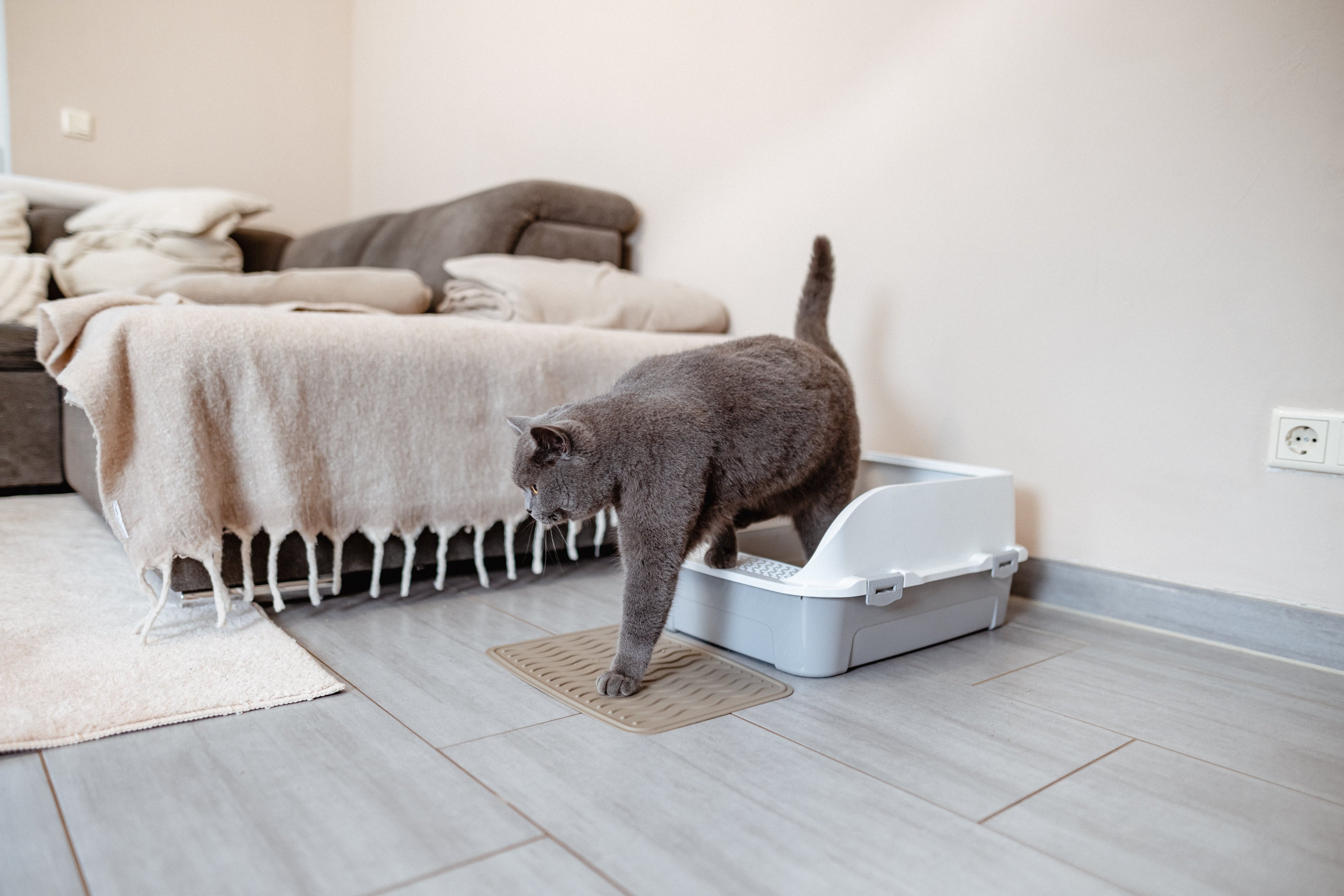 Katze wälzt sich im Katzenklo: was tun? 4 Schritte