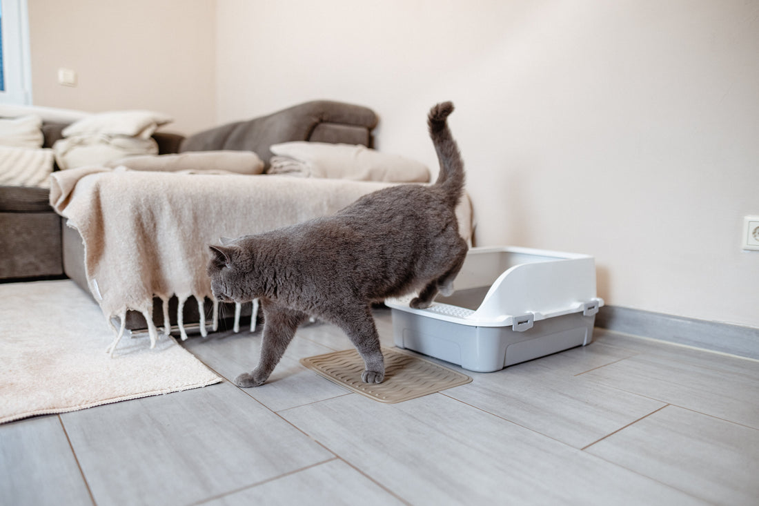 Ab welchem Alter nutzen Kitten das Katzenklo? Die Timeline