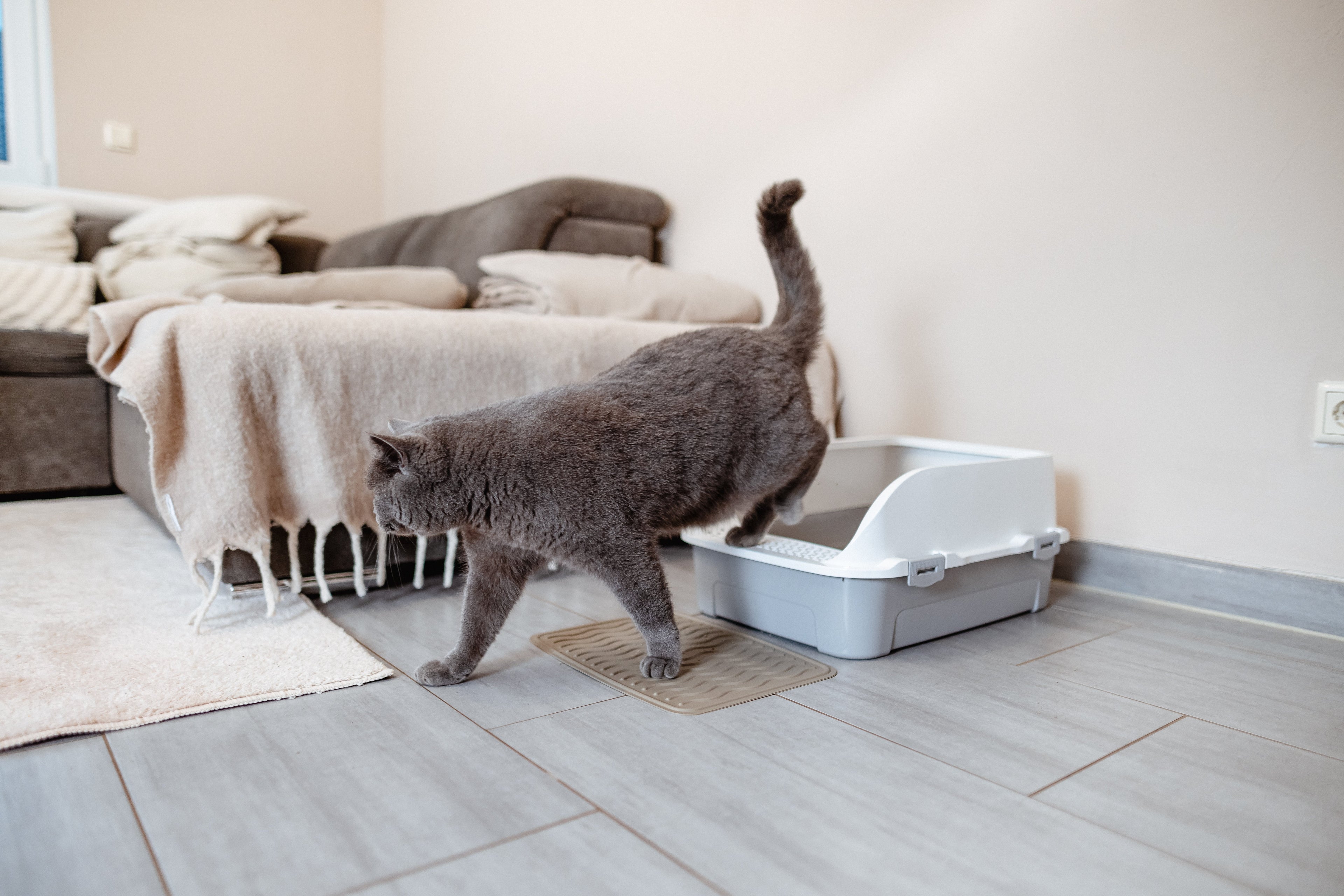 Ab welchem Alter nutzen Kitten das Katzenklo? Die Timeline