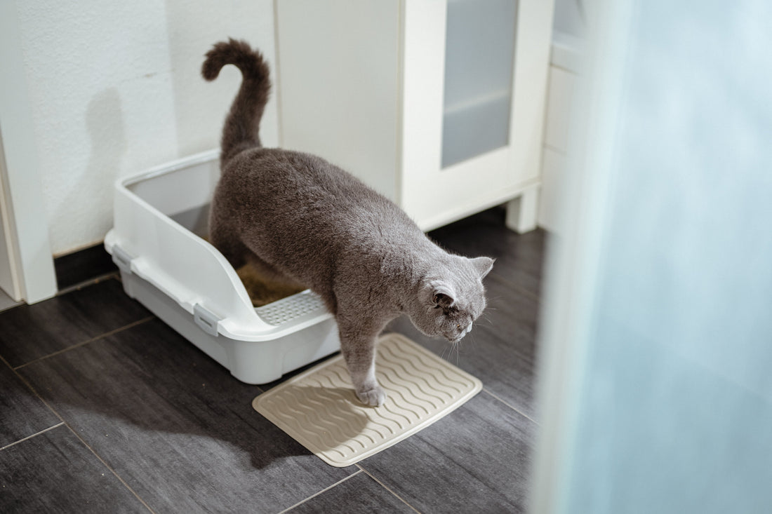 Katze ans Katzenklo gewöhnen, 4-Schritte-Plan