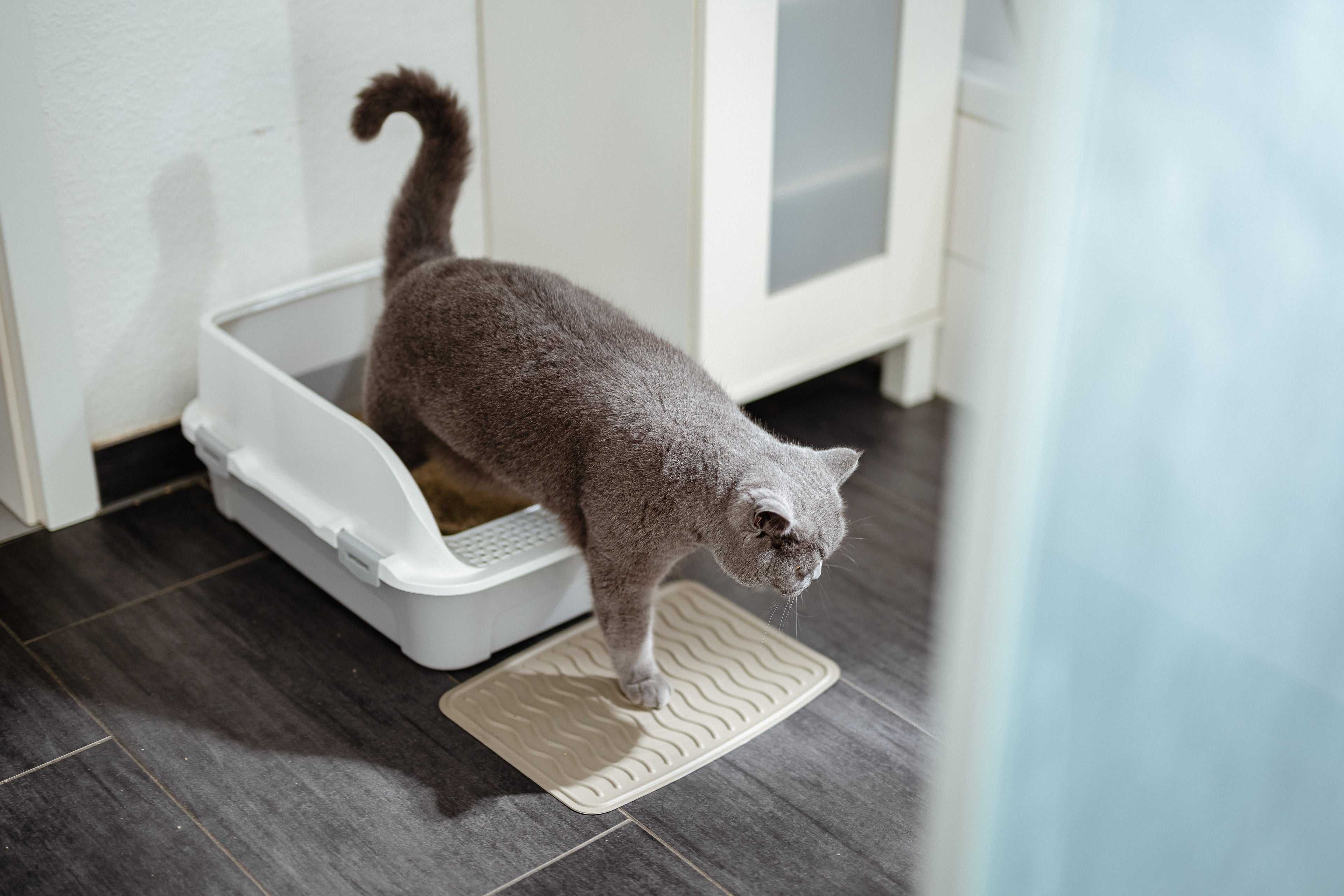 Katze ans Katzenklo gewöhnen, 4-Schritte-Plan