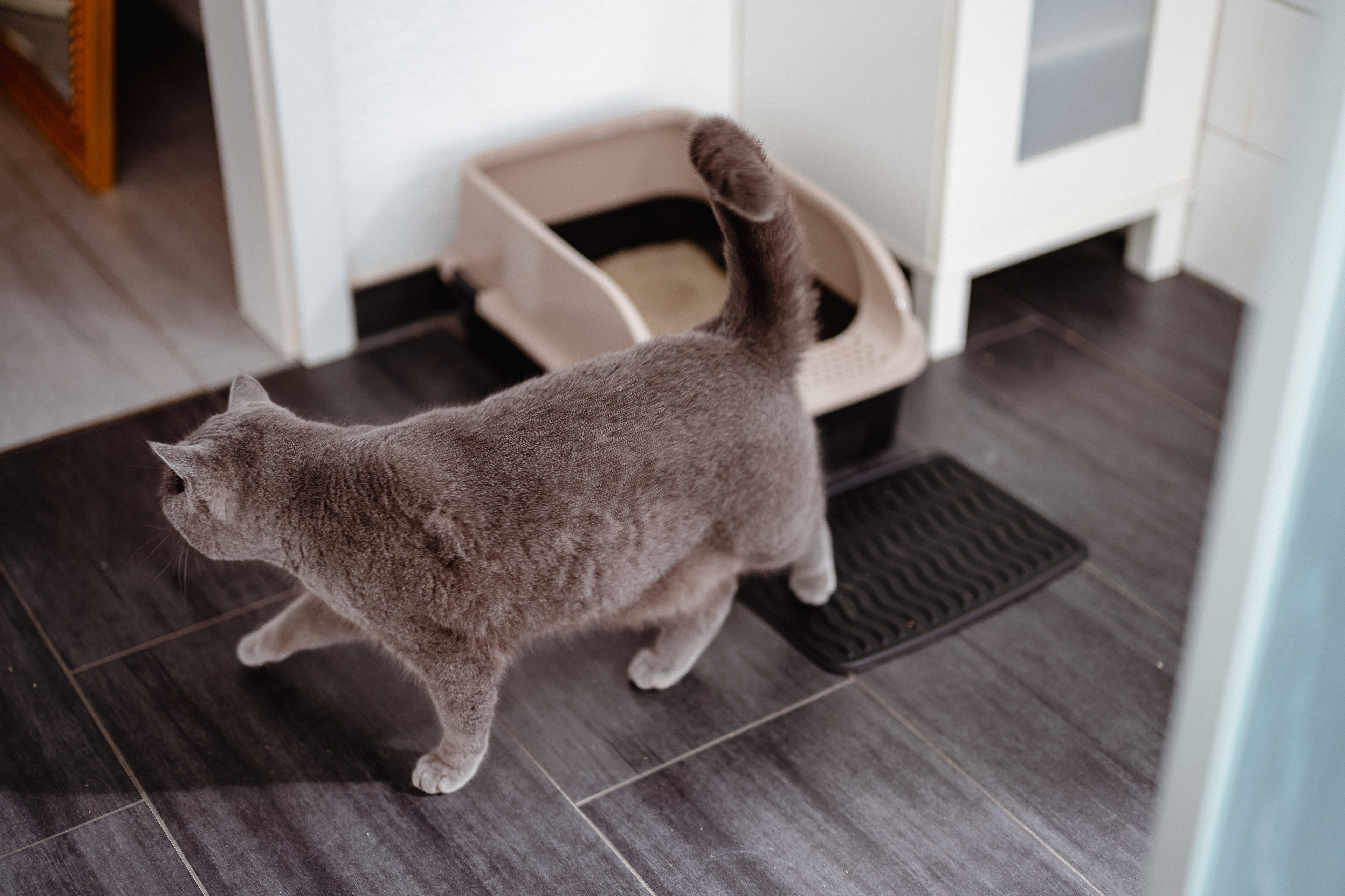 Katzenstreu neben dem Klo, Lösungen gegen herausfliegende Streu