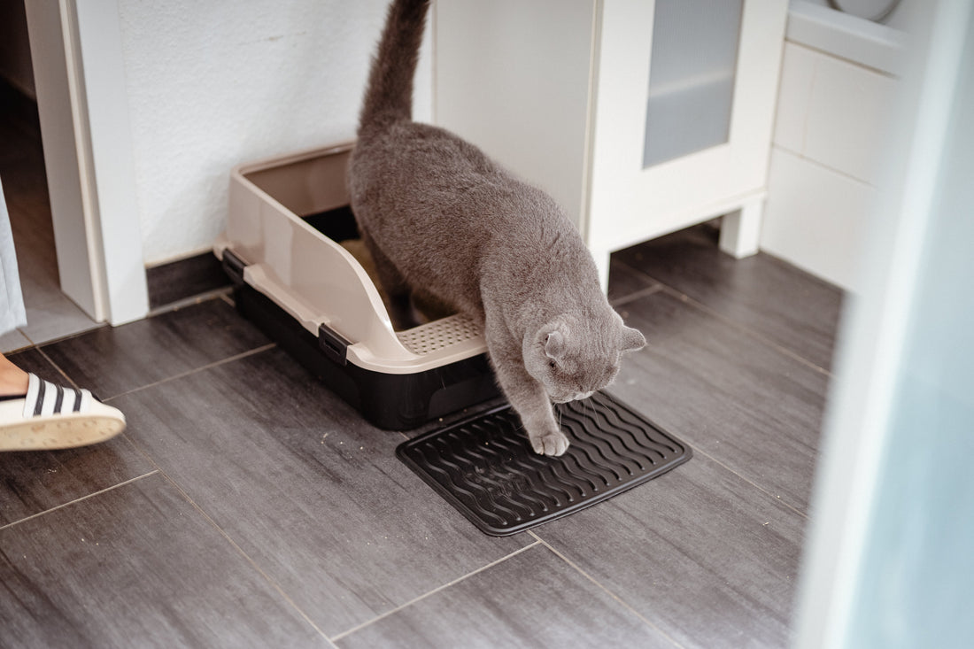 Wie oft geht eine Katze aufs Klo? Der Gesundheits-Ratgeber