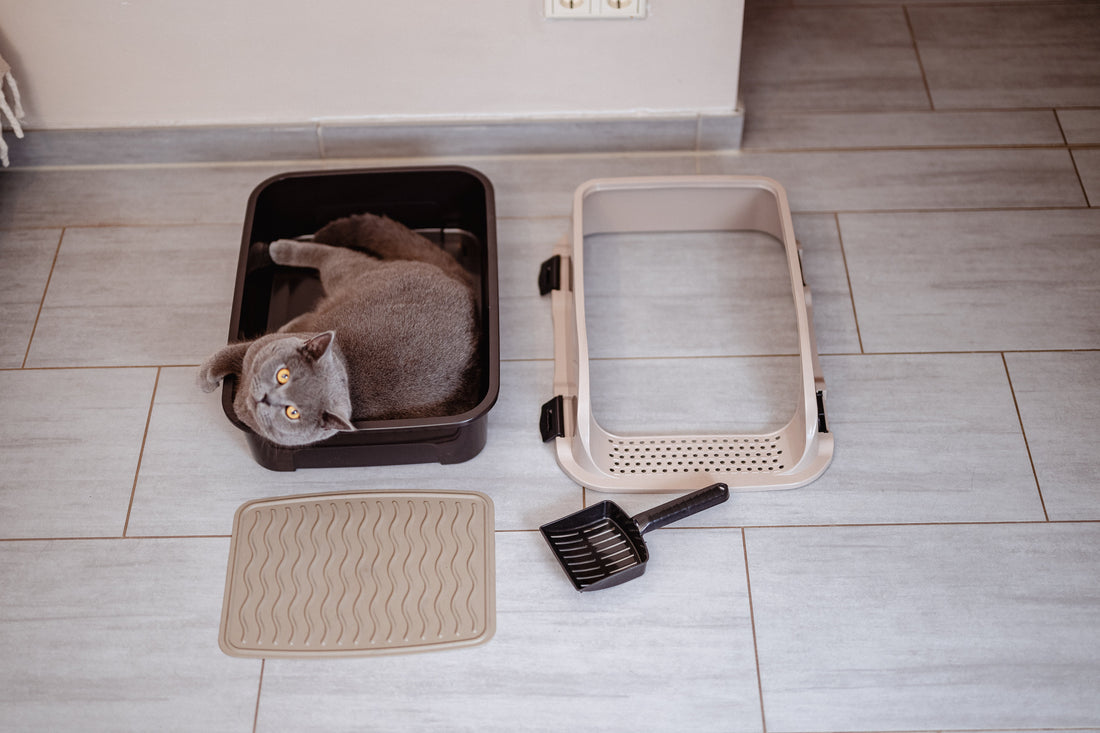 Warum liegt meine Katze im Katzenklo? Ursachen und was tun