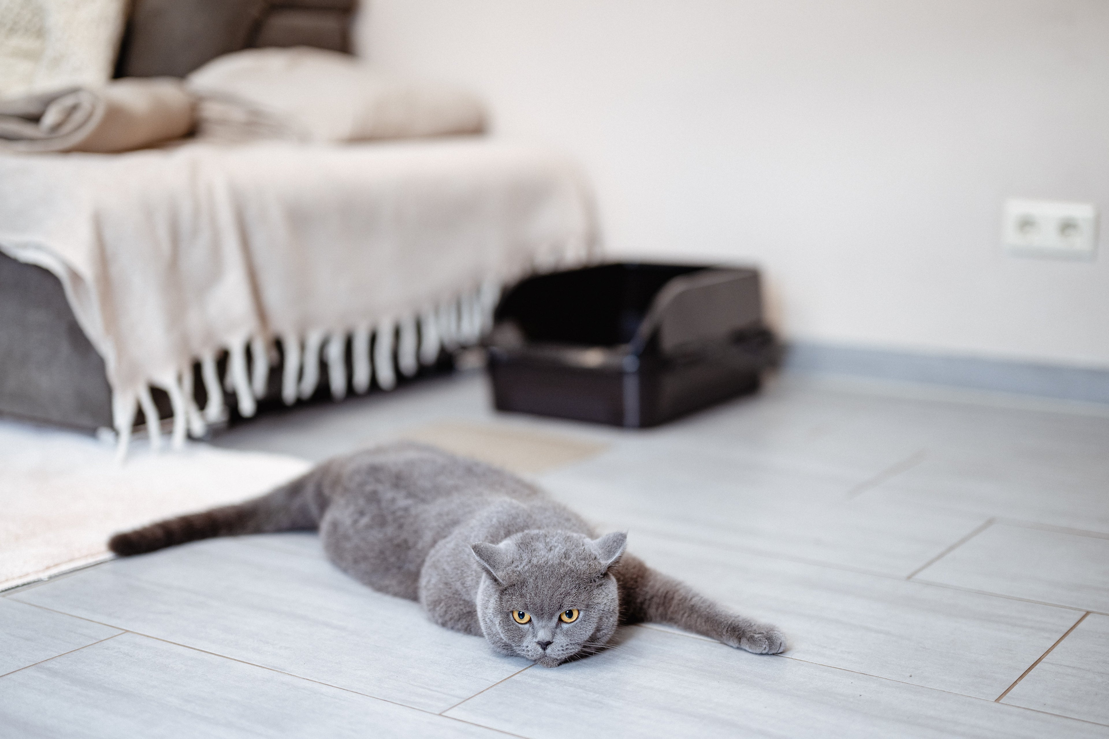 Neue Katze nutzt das Katzenklo nicht? Setup und Eingewöhnung