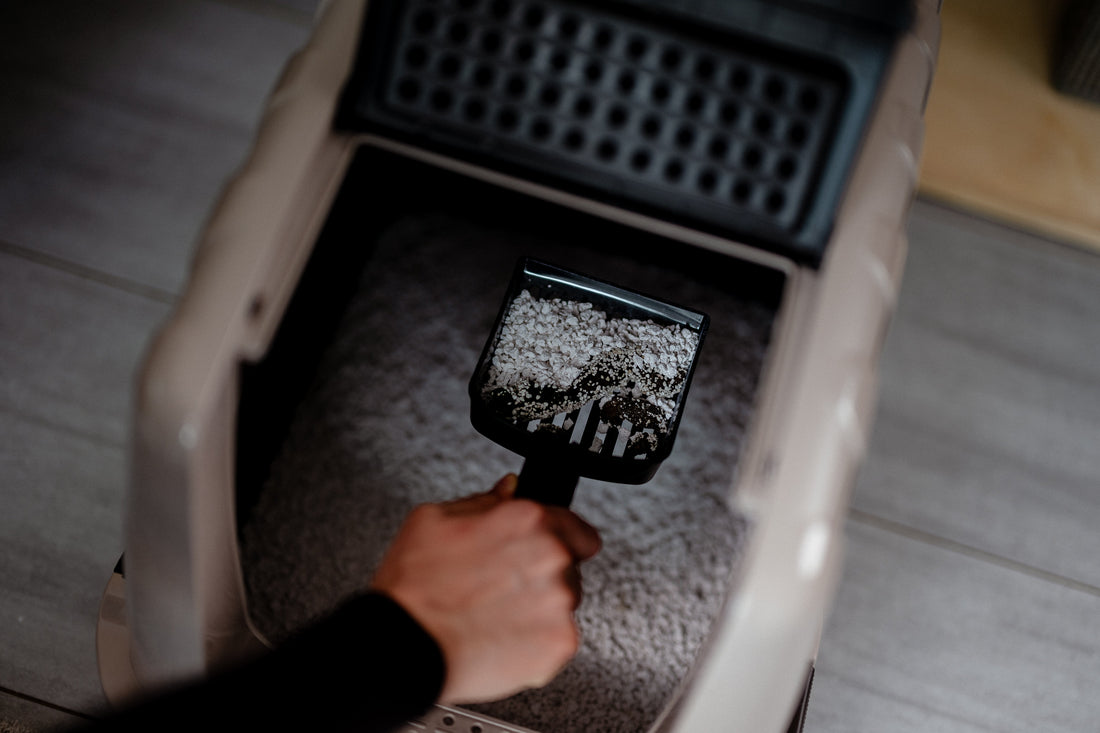 Kompletter Hygieneplan fürs Katzenklo