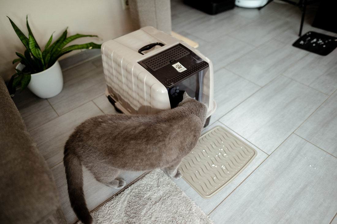 Katzenklo nach Entwurmung richtig reinigen und desinfizieren