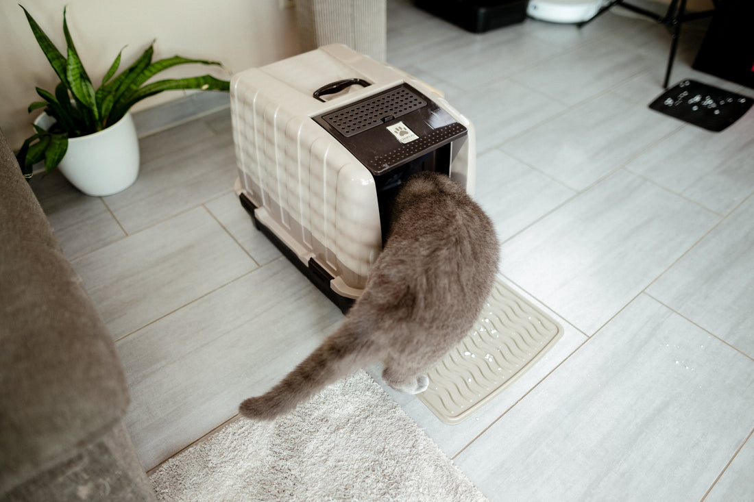 Katze pinkelt neben das Katzenklo? 4 konkrete Ursachen
