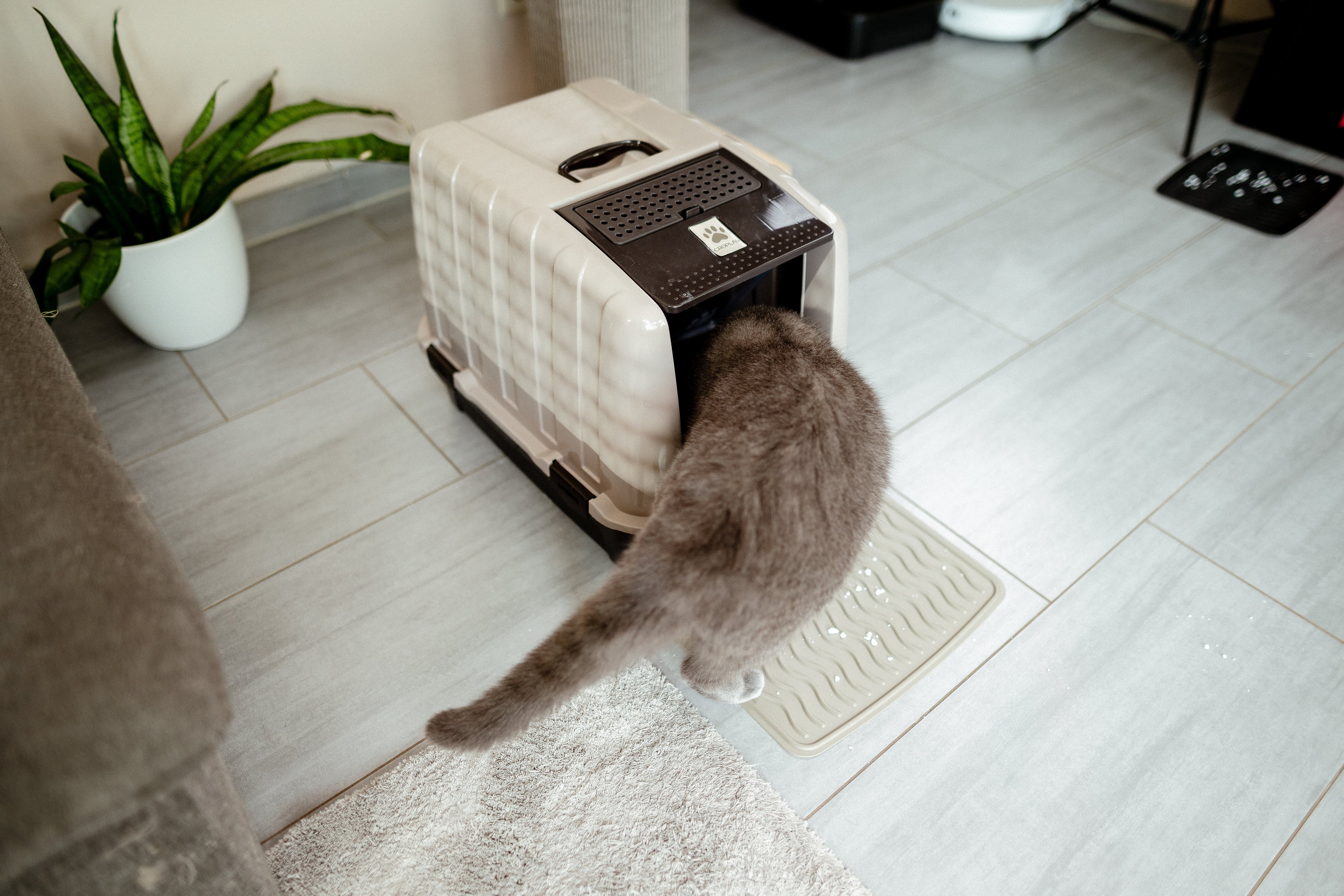 Katze pinkelt neben das Katzenklo? 4 konkrete Ursachen