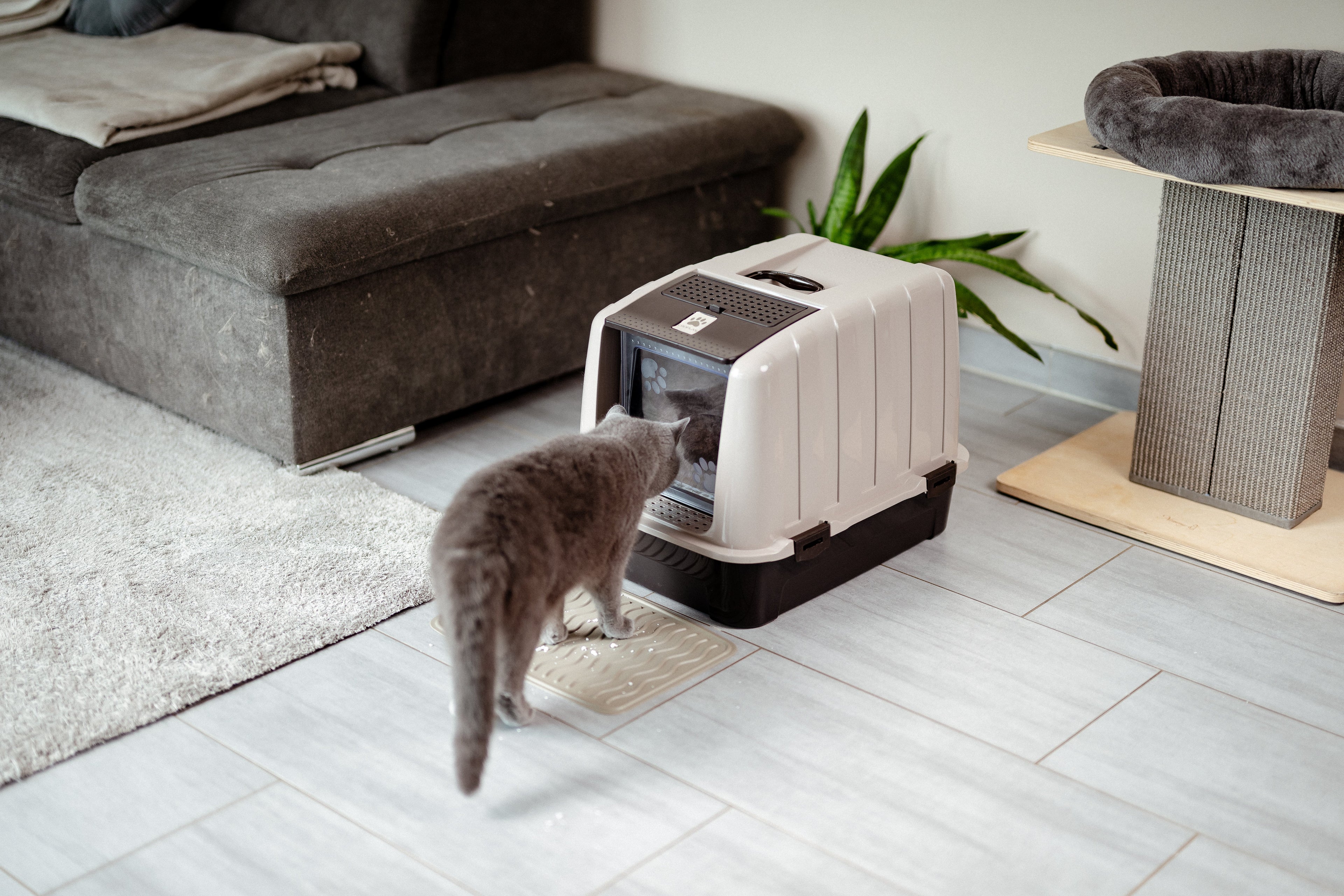 Katze nutzt das Katzenklo plötzlich nicht mehr? 4 dringende Ursachen