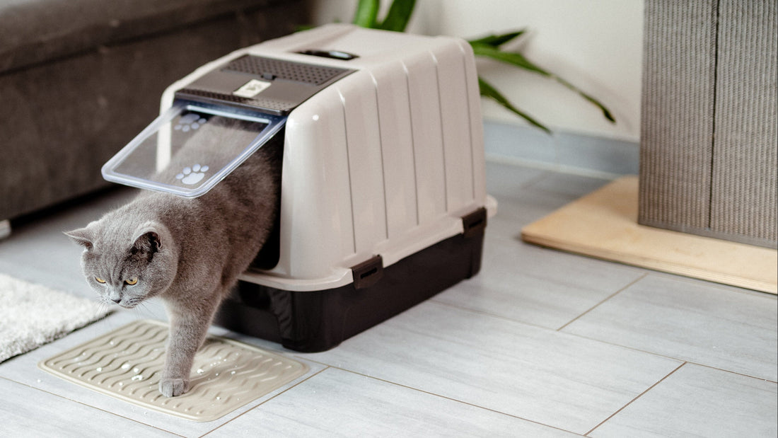 Warum miaut meine Katze im Katzenklo? Warnzeichen oder Macke