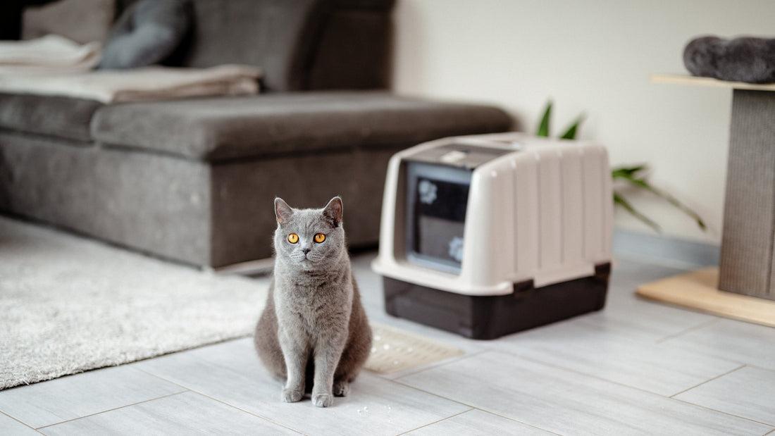 Wie oft pinkelt eine gesunde Katze