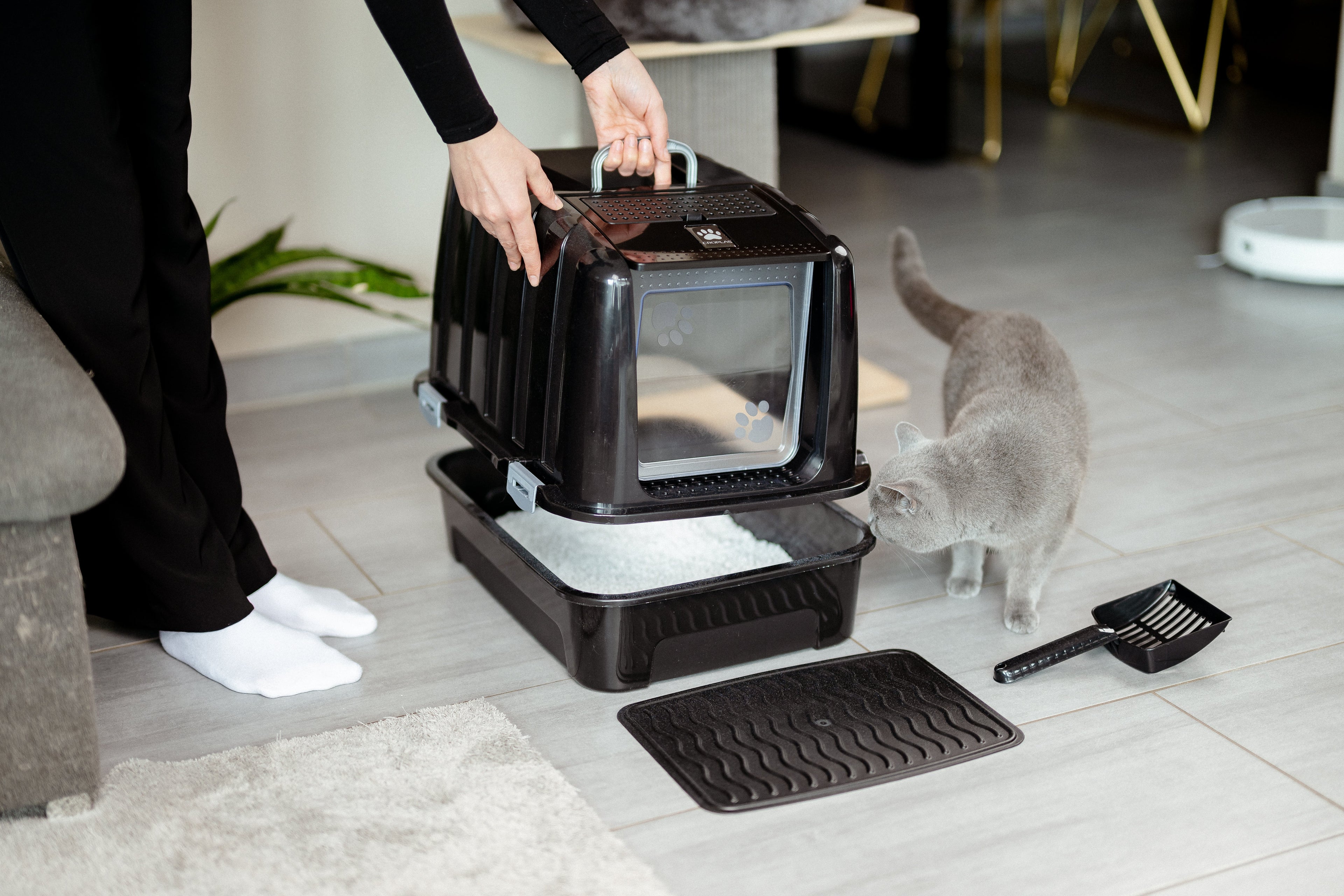 Wie zeige ich meiner Katze das Katzenklo? Die richtige Einführung