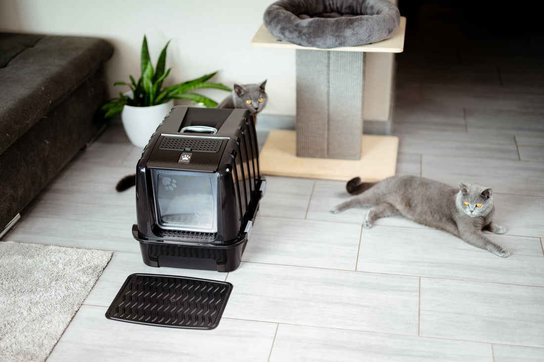 Wie groß sollte ein Katzenklo sein, 1,5x-Formel
