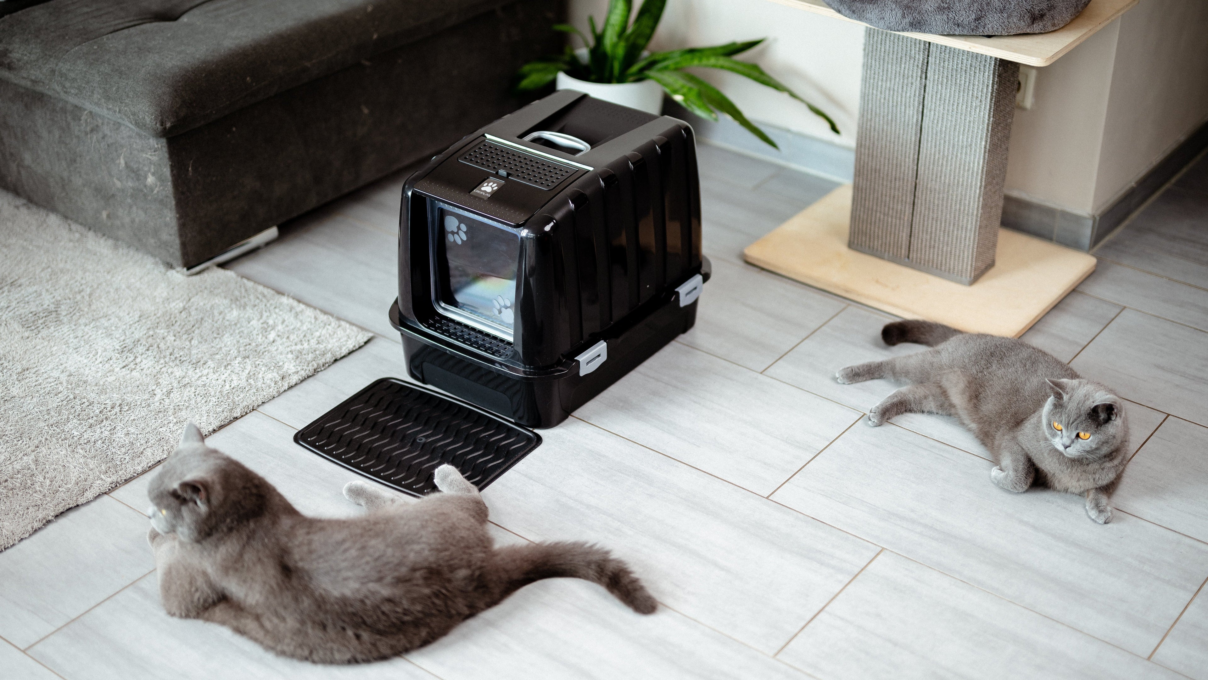 Katzenklo reinigen bei 2 Katzen, N+1 Regel