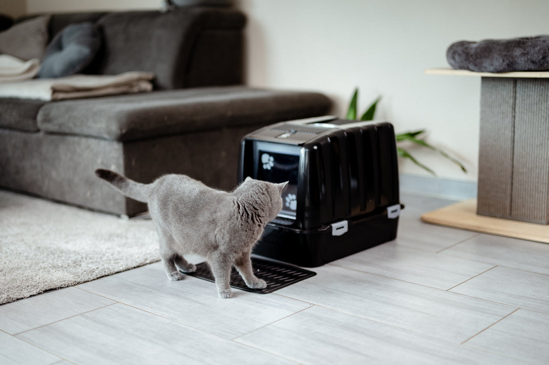 Woher wissen Katzen, was das Katzenklo ist? Das Geheimnis des Instinkts