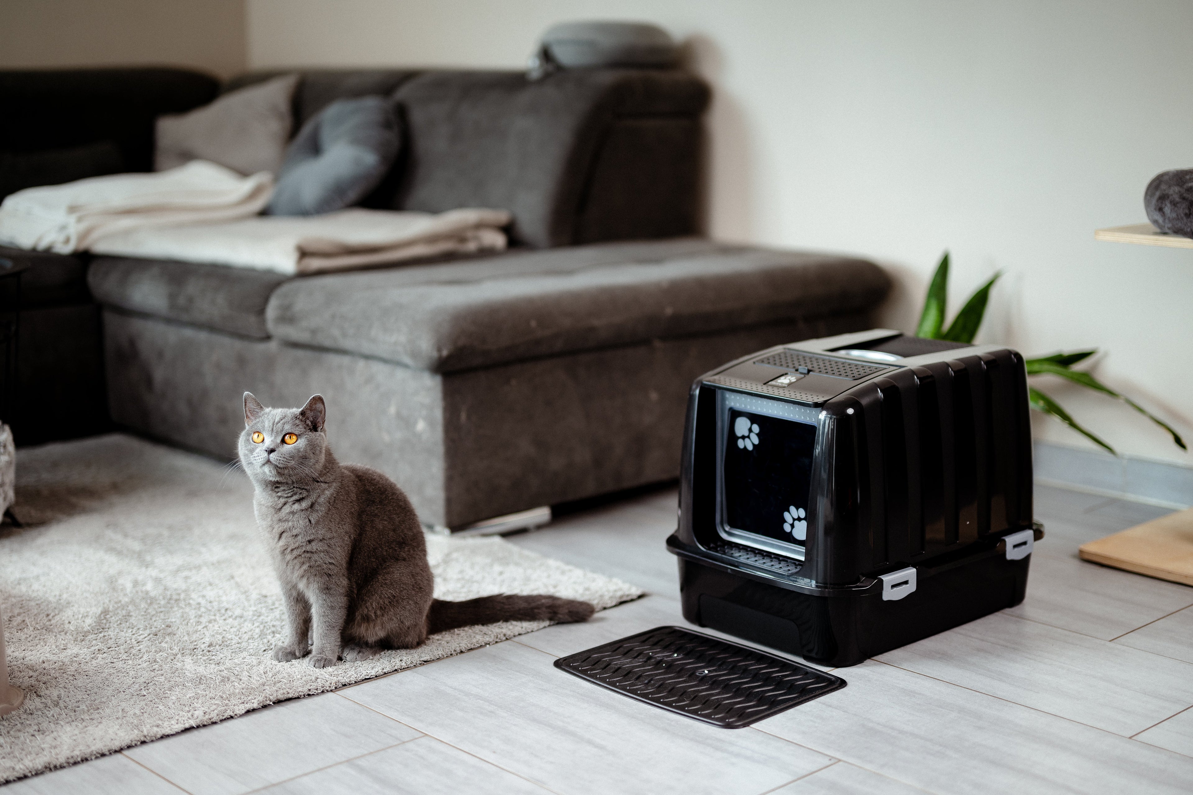Was kostet ein Katzenklo, Preisübersicht
