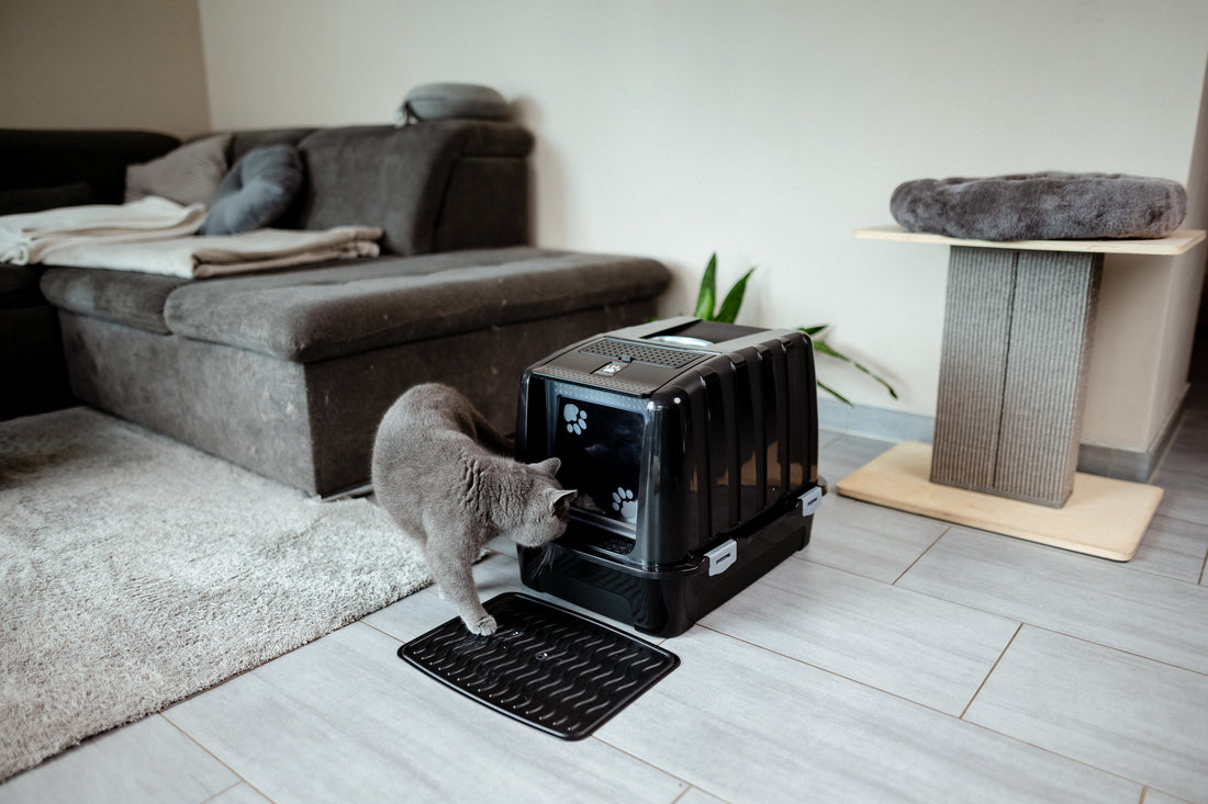 Warum kratzt meine Katze im Katzenklo? 5 Gründe