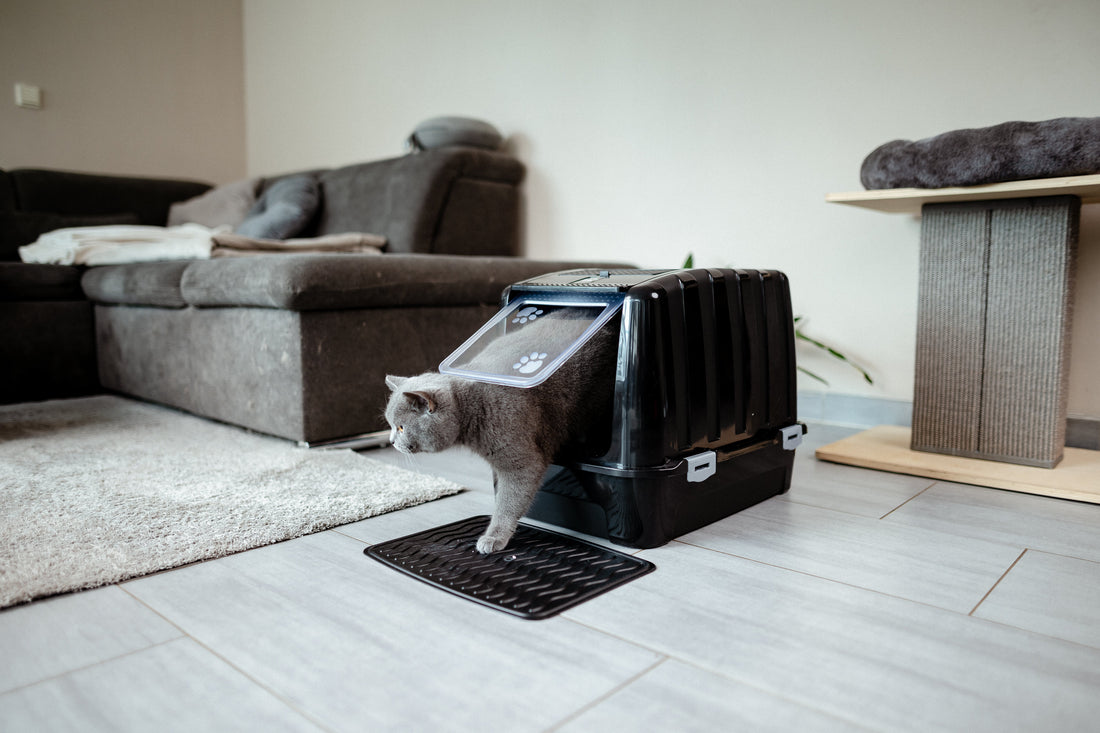 Wie oft nutzen Kitten das Katzenklo? Was ist normal?