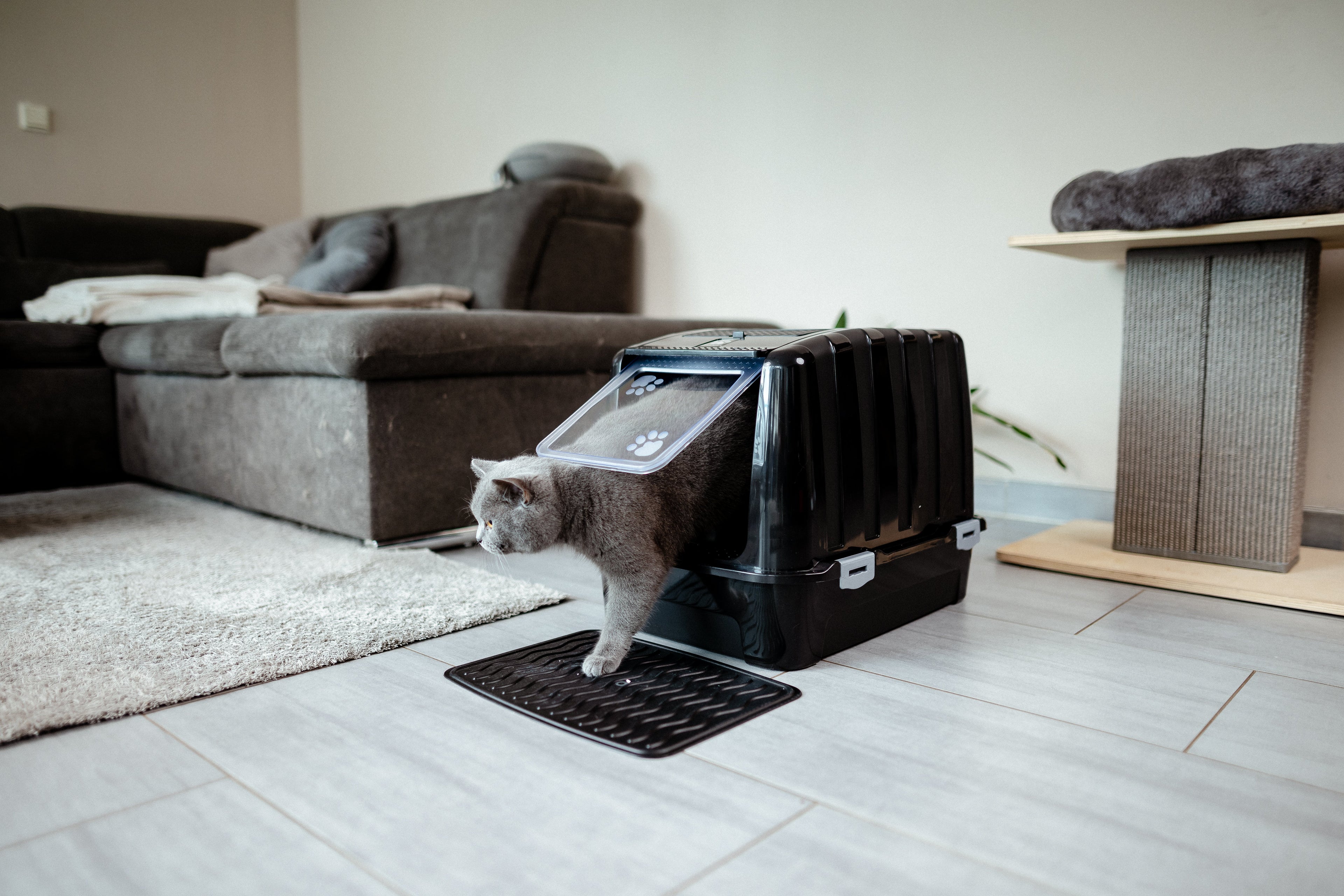 Wie oft nutzen Kitten das Katzenklo? Was ist normal?
