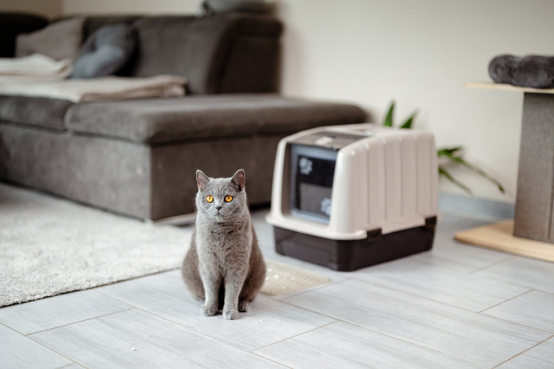 Ab wann braucht ein Kitten ein Katzenklo