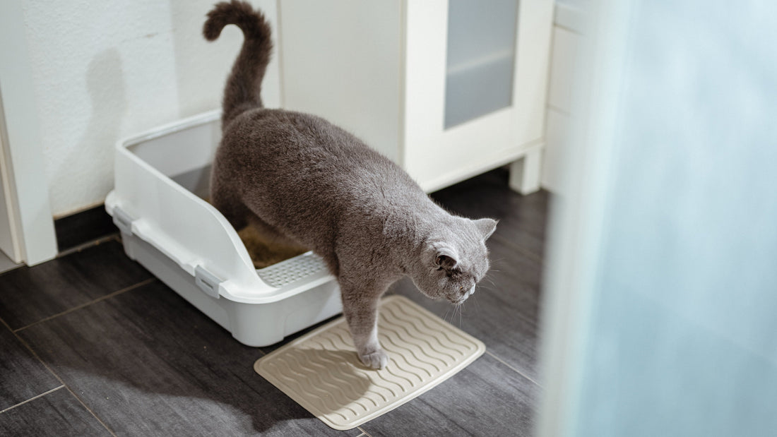 Katzenklo mit Klumpstreu reinigen, goldener Rhythmus