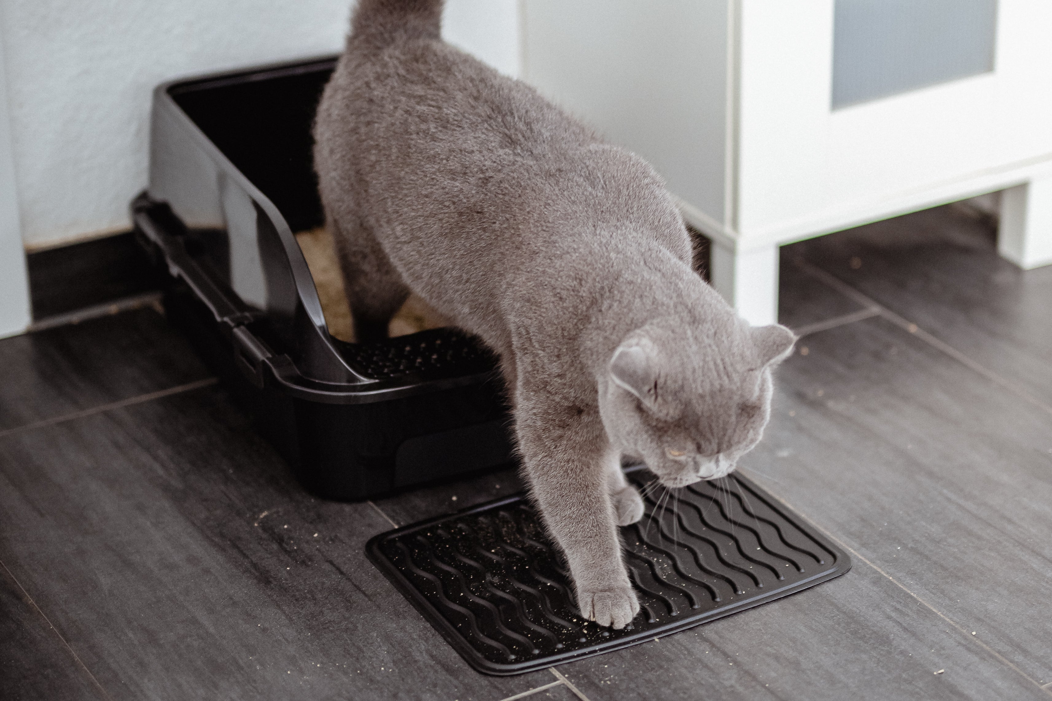Folgen eines ungereinigten Katzenklos